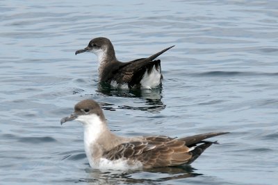 Manx and Great Shearwaters, off Newburyport, MA.jpg