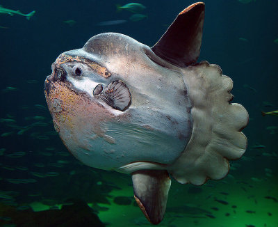 Mola Mola aquarium photo from Wikipedia