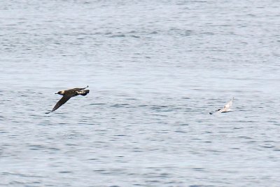 Pomarine Jaeger and Common Tern, off Newburyport, MA.jpg