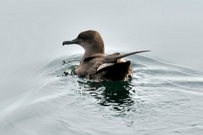 Sooty Shearwater, off Newburyport, MA.jpg