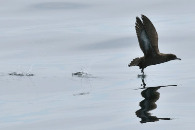 Sooty Shearwater, off Newburyport, MA.jpg