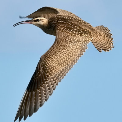Whimbrel in flight Horseneck Beach, MA.jpg