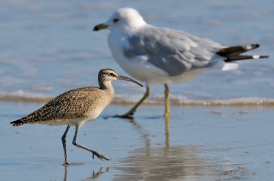 Whimbrel and Ring-Billed Gull, Horseneck Beach, MA.jpg
