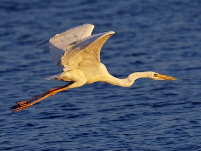 Great White Heron taking off
