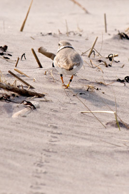 Bahamas Piping Plover 4-22-10