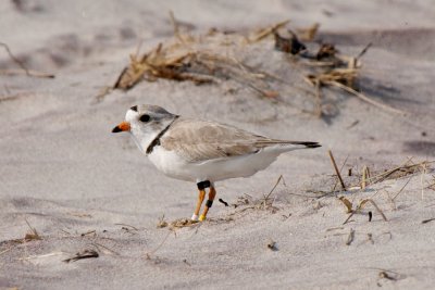Bahamas Piping Plover 5-26