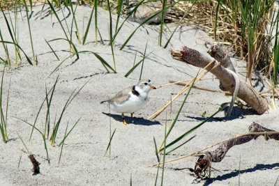 Bahamas Piping Plover 5-5