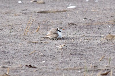Bahamas Piping Plover with chicks 6-4