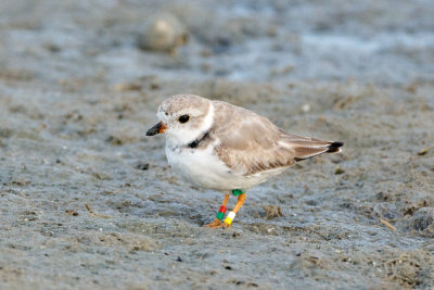 banded Piping Plover in Florida