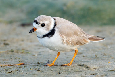 Piping Plover in Florida