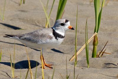 Piping Plover 5-20-10