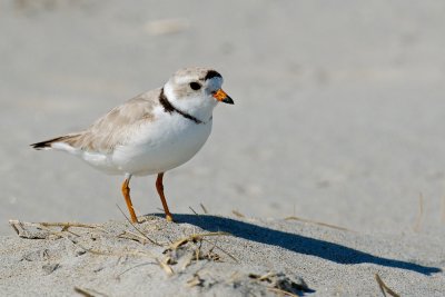 Piping Plover 5-21-10