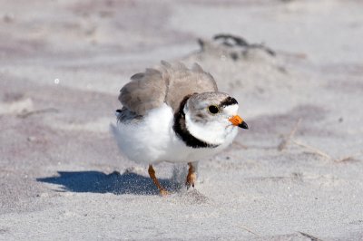 Piping Plover attack! 5-21-10