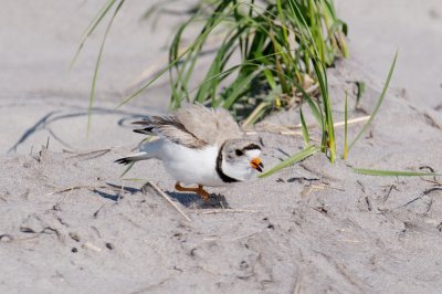 Piping Plover attack! 5-21-10