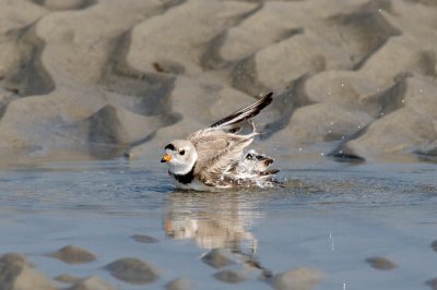 Piping Plover bathing 4-22-10 a