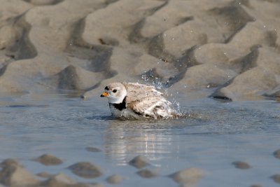 Piping Plover bathing 4-22-10 b