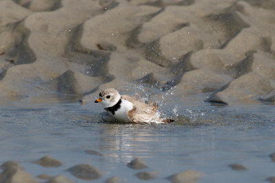 Piping Plover bathing 4-22-10 c