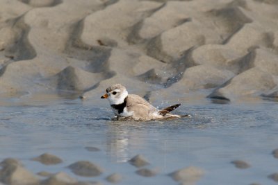Piping Plover bathing 4-22-10 d