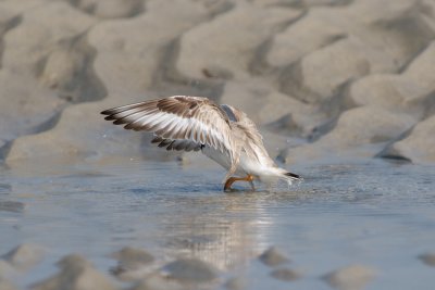 Piping Plover bathing 4-22-10 e