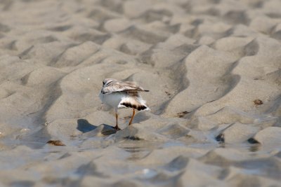 Piping Plover bathing 4-22-10 g