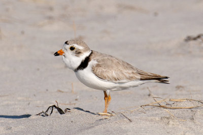 Piping Plover calling 5-21-10
