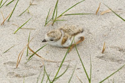 Piping Plover chick hiding 6-3-10