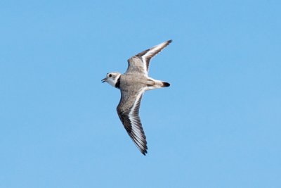 Piping Plover display flight 4-15-10