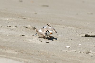 Piping Plover distraction display 5-25-10 a