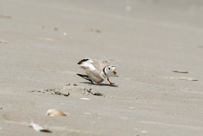 Piping Plover distraction display 5-25-10 b