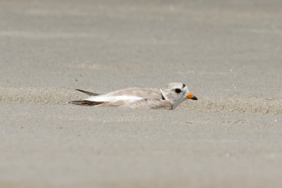 Piping Plover distraction display 5-25-10 c