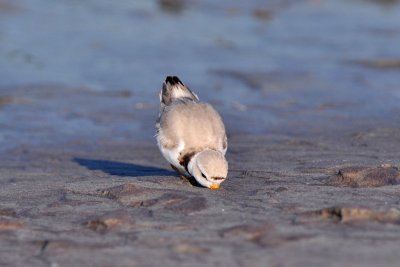 Piping Plover feeding 6-15-10