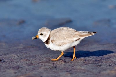 Piping Plover feeding 6-15-10