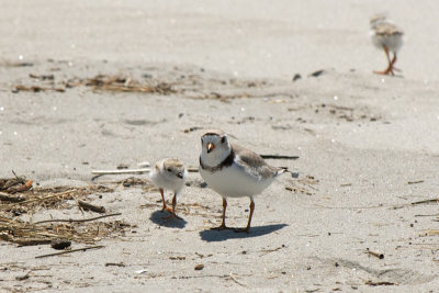 Piping Plover parent and chick 5-25-10 a