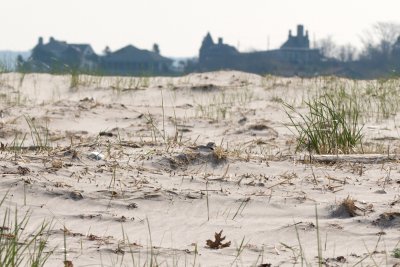 Piping Plover resting on beach 4-22-10