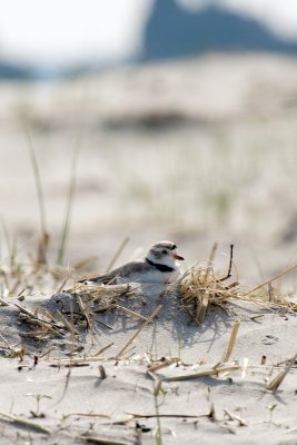 Piping Plover resting on beach 4-22-10