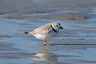 piping plover feeding 4-15-10