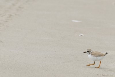 Piping Plover chick 6-21-10