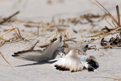 Piping Plover distraction display 6-21-10
