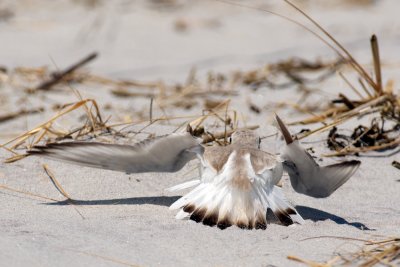 Piping Plover distraction display 6-21-10