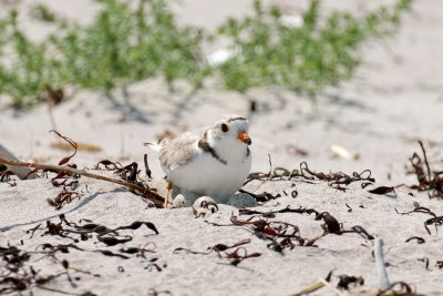 Piping Plover on nest 6-21-10