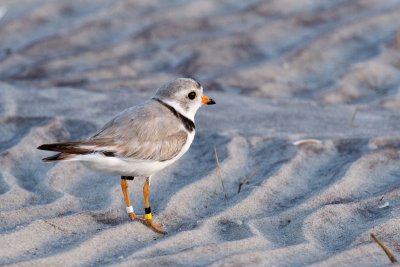 Bahamas Piping Plover 6-22-10