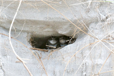 Bank Swallow nestlings