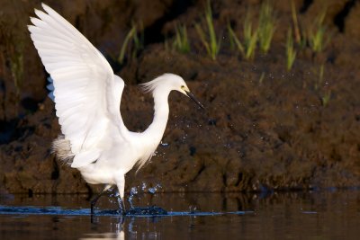 Snowy Egret fishing