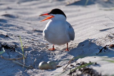 Common Tern by nest