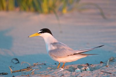 Least Tern by nest at sunrise