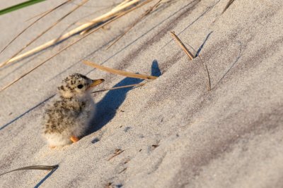 Least Tern chick 1-Jul.jpg
