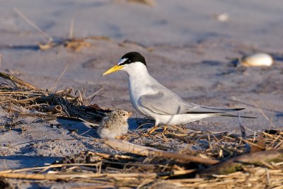 Least Tern parent and chick 1