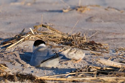 Least Tern parent and chick 3