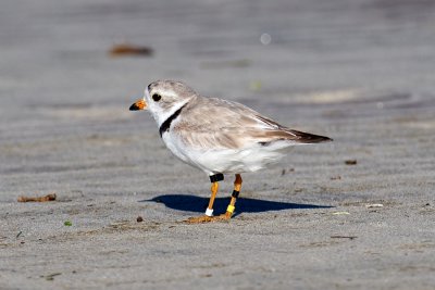 Bahamas Piping Plover 6-30