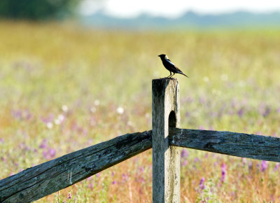 Bobolink on fencepost